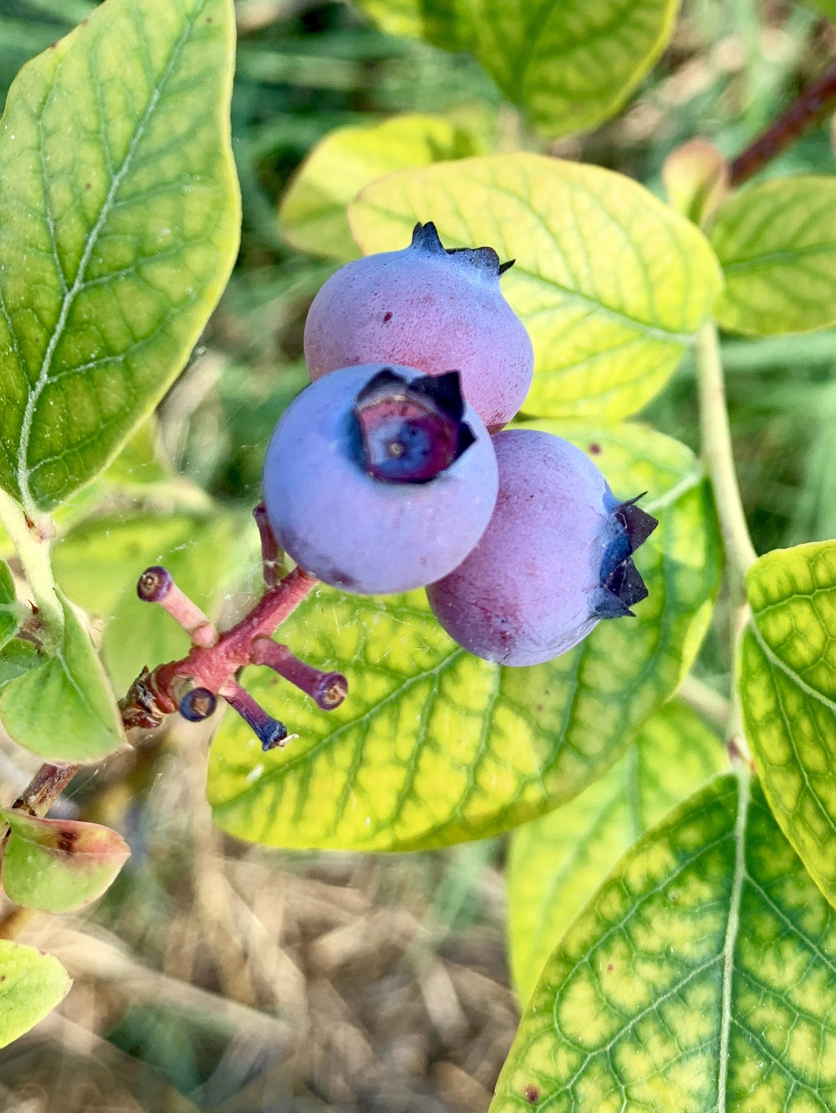 baby fruit